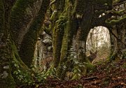 Fantasía forestal