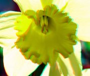 Flor amarilla - Macro 3D 