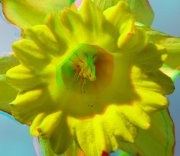 Flor amarilla - Macro 3D 
