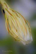 Flor de Cactus