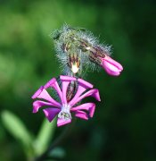 Flor silvestre