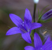 Flor violeta.