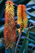 Flora y fauna.