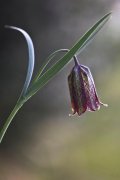 Fritillaria nervosa