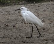 Garza
