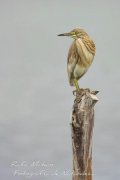 GARZA CANGREJERA