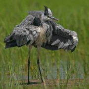 Garza real (Grey Heron)