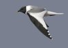 Gaviota de Sabine (Sabine´s Gull) (Salvador Solé Soriano)