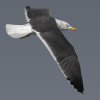 Gaviota sombría (Lesser Black-backed Gull) (Salvador Solé Soriano)