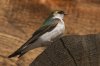 Golondrina verdemar (Violet-green Swallow)