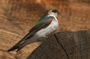 Golondrina verdemar (Violet-green Swallow)