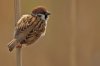 Gorrión molinero (Eurasian Tree Sparrow) (Salvador Solé Soriano)