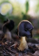 Helvella laeocopus