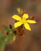 Hierba de San Juan (Hypericum Perforatum)