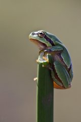 Hyla arborea