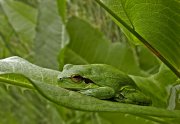 Hyla meridionalis