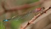 Ischnura multicolor