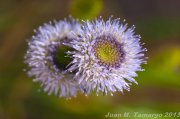 Jasione montana