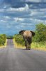 La Autopista del Elefante