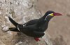 La gaviota enlutada