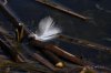 La orilla de la charca.