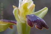 La orquídea de mi barrio