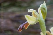La orquidea de mi barrio (2)