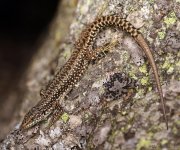 Lagartija carpetana (Iberolacerta cyreni)