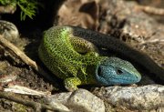 Lagarto verdinegro, macho.