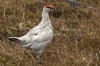 Lagópodo alpino (Rock Ptarmigan)
