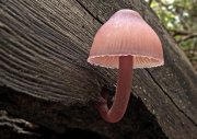 Lámpara de bosque