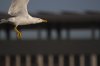 larus urbana (Salvador Solé Soriano)