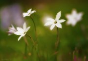 Las florecillas