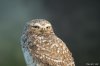 Lechucita vizcachera .... (Athene cunicularia)