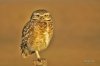 Lechucita vizcachera (athene cunicularia)