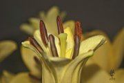 Hemerocalis 1