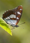 Limenitis reducta