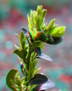 Macro 3D