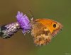 Maniola Jurtina