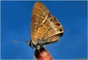 Mariposa diurna Lycaenidae