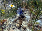 Mariposa, lepidóptero diurno.