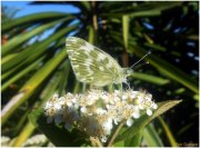 Mariposa común (Pieris brassicae)