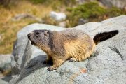 Marmota