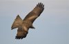 Milano negro (Black Kite) (Salvador Solé Soriano)