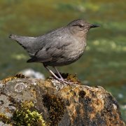 Mirlo-acuático norteamericano (American Dipper)