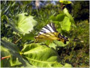 Mariposa:  familia Papiliocidae..., IphiclidesPodalirius.