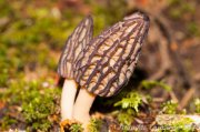 Morchella