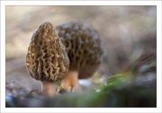 Morchella elatoides