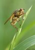 Mosca amarilla del estiércol...con perdón (María Jesús López B.)