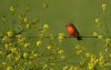 Mosquero cardenal (Vermilion Flycatcher)